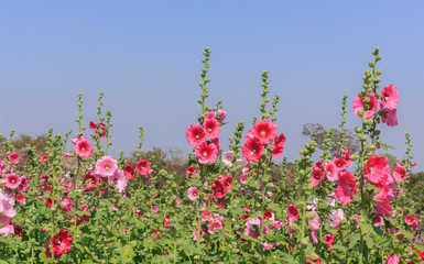 Fototapeta premium Beautiful pink flowers in the garden.