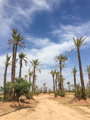Palm trees in a desert climate