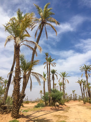 Fototapeta na wymiar Palm trees in a desert climate