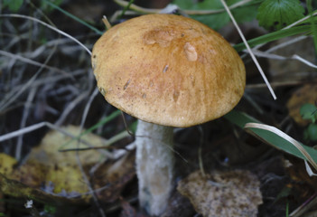 Fresh mushrooms boletus , krasnoholovets , volnushki. in the basket , hardwood table
