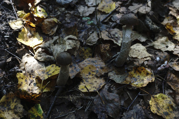 Mushroom In The Forest