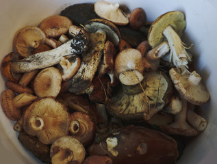 Fresh mushrooms boletus , krasnoholovets , volnushki. in the basket , hardwood table
