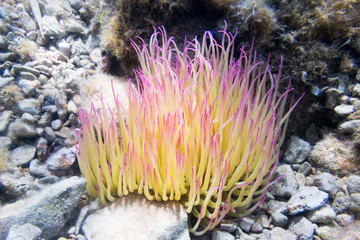 gelb rosane Seeanemone zwischen steinen Unterwasser