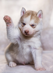 Fototapeta premium A husky puppy raised paw