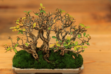 Бонсай