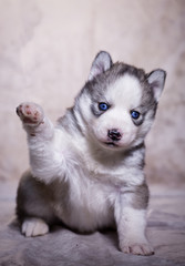 A husky puppy raised paw