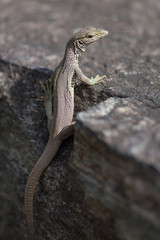 The small monitor lizard has got out on a stone to get warm in the summer sun and has freezing, keeping track of who takes a picture. 