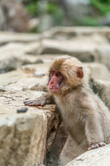 Fototapeta premium Wild baby japanese Macaque (Macaca Fuscata) or Snow monkey. Jigokudani, Nagano Prefecture, Japan