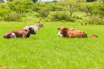 Cows Cattle Animals Resting Summer Rural Countryside