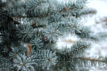 Naklejka na ściany i meble spruce branch covered with frost during the first frost.