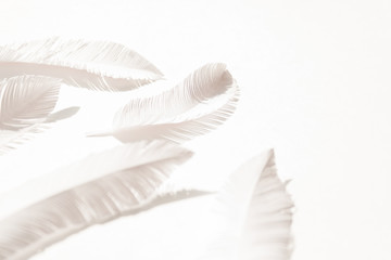 the feathers of a bird made of white paper on white background