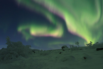 Winter,frost on the trees and in the sky the northern lights,aurora.