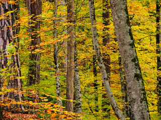 Obraz premium AUTUMN TURKEY