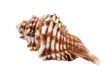 Single sea shell of horse conch isolated on white background