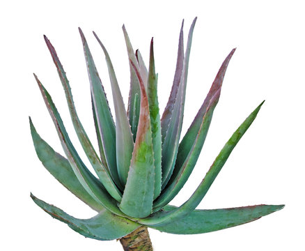 Aloe isolated on white background