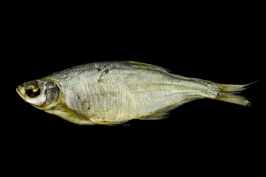 river fish vobla
