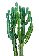 cactus isolated on white background
