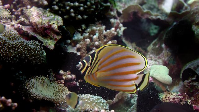 ornate butterflyfish, Chaetodon ornatissimus is swimming in a colorful coral reef, WAKATOBI, Indonesia, Nov 2017