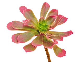 succulent isolated on white background