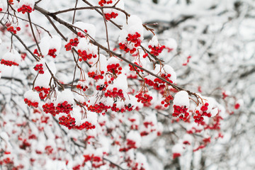 The mature berries of rowan covered with snow. Selective focus.
