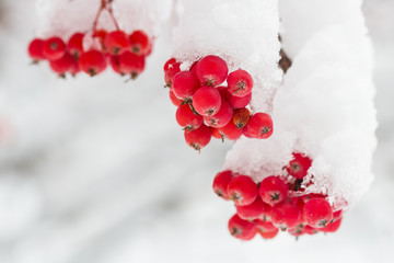 The mature berries of rowan covered with snow. Closeup, selective focus.