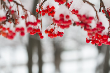 The mature berries of rowan covered with snow. Closeup, selective focus.
