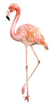Watercolor bird flamingo