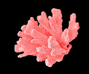coral isolated on white background