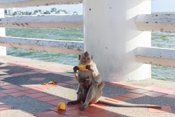 Monkey mother eating mango on a bridge by the sea.