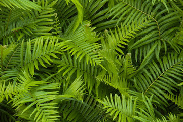 Beautyful ferns leaves green foliage natural floral fern background in sunlight.