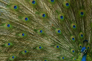 Naklejka premium Peacock with feather detail 