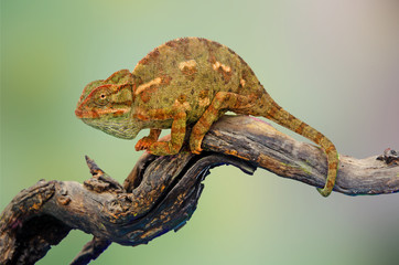Chameleon on branch