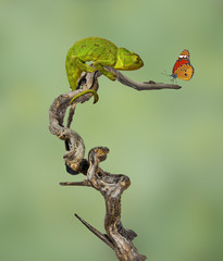 Chameleon on branch
