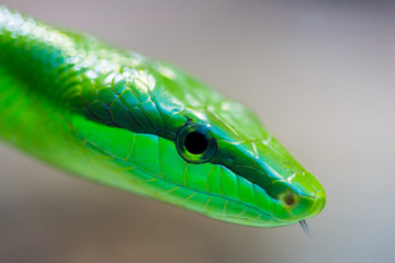 Naklejka premium detailed side view green arboreal rat snake (gonyosoma oxycephalum)