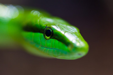 macro green arboreal rat snake (gonyosoma oxycephalum)