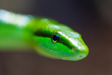 Fototapeta premium portrait green arboreal rat snake (gonyosoma oxycephalum)