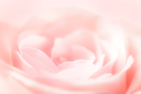 pink rose macro blurred abstract background