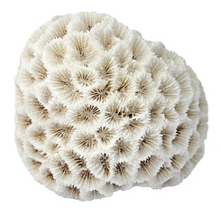 coral isolated on white background © Dmitry