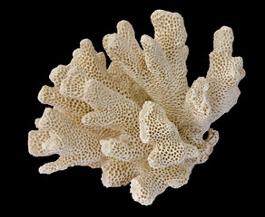 coral isolated on black background © Dmitry