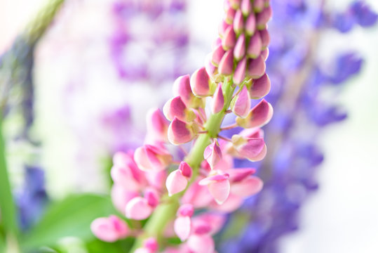 lupines beautiful flowers on a blurred boreh background