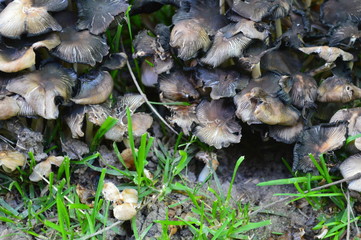 wild mushroom