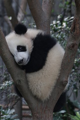 Little Panda Cub Sleeps on the Tree