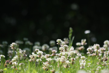 Bl&uuml;hende Kleewiese