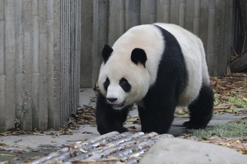 Obraz premium Giant Panda in Chengdu Panda Base, China