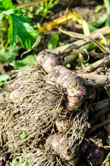 Harvesting garlic in the garden
