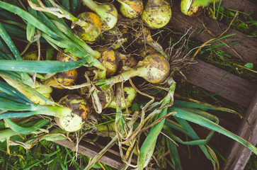 Harvesting garlic in the garden