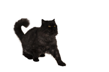 Fototapeta premium The surprise of the cat