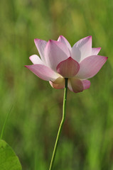 Obraz premium lotus flower background