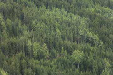 pine trees forest as texture