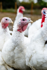 Turkeys from behind a metal fence on the farm